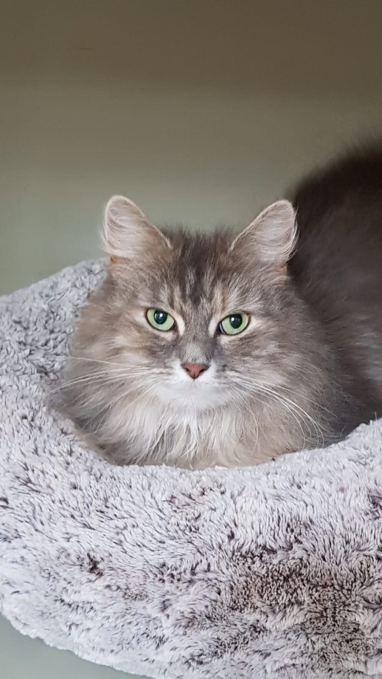 cat rescues in Leeds Pawprints Cat Rescue