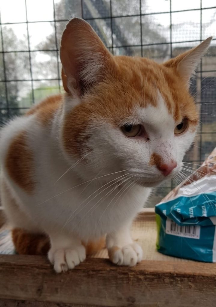 PAWPRINTS CAT RESCUE BRADFORD Pawprints Cat Rescue