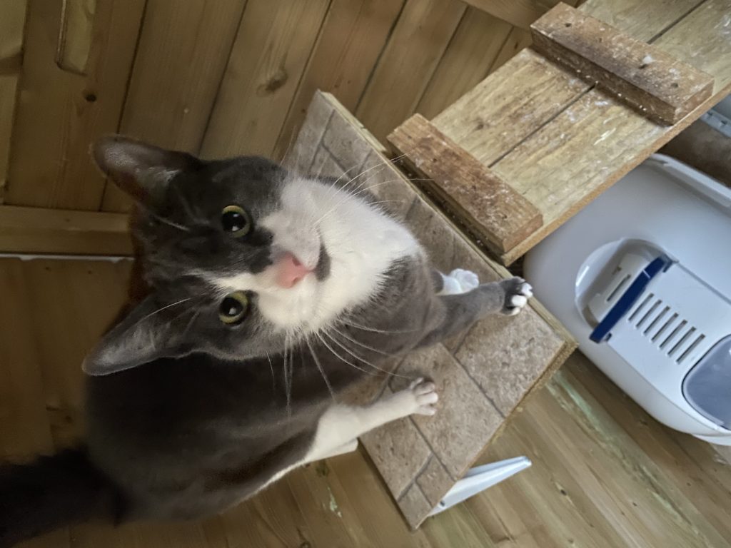 Cat rescues harrogate Pawprints Cat Rescue