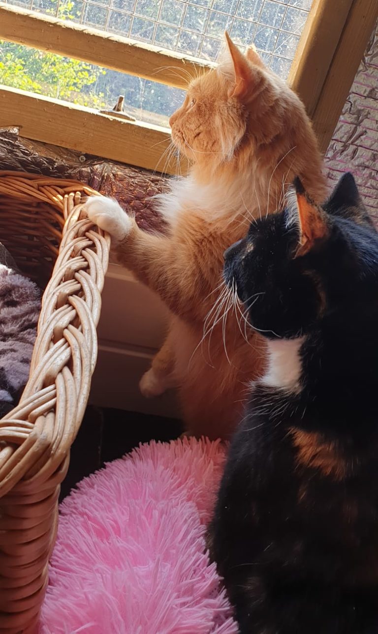 Cat Rescues Leeds Pawprints Cat Rescue