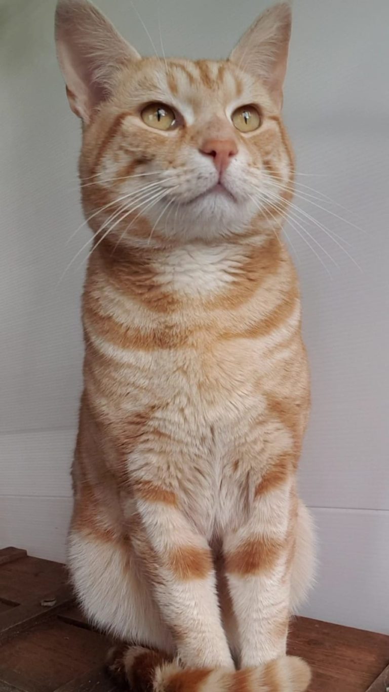 Cat rescues harrogate Pawprints Cat Rescue