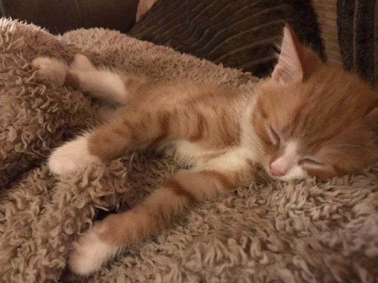 cat rescues in Leeds Pawprints Cat Rescue