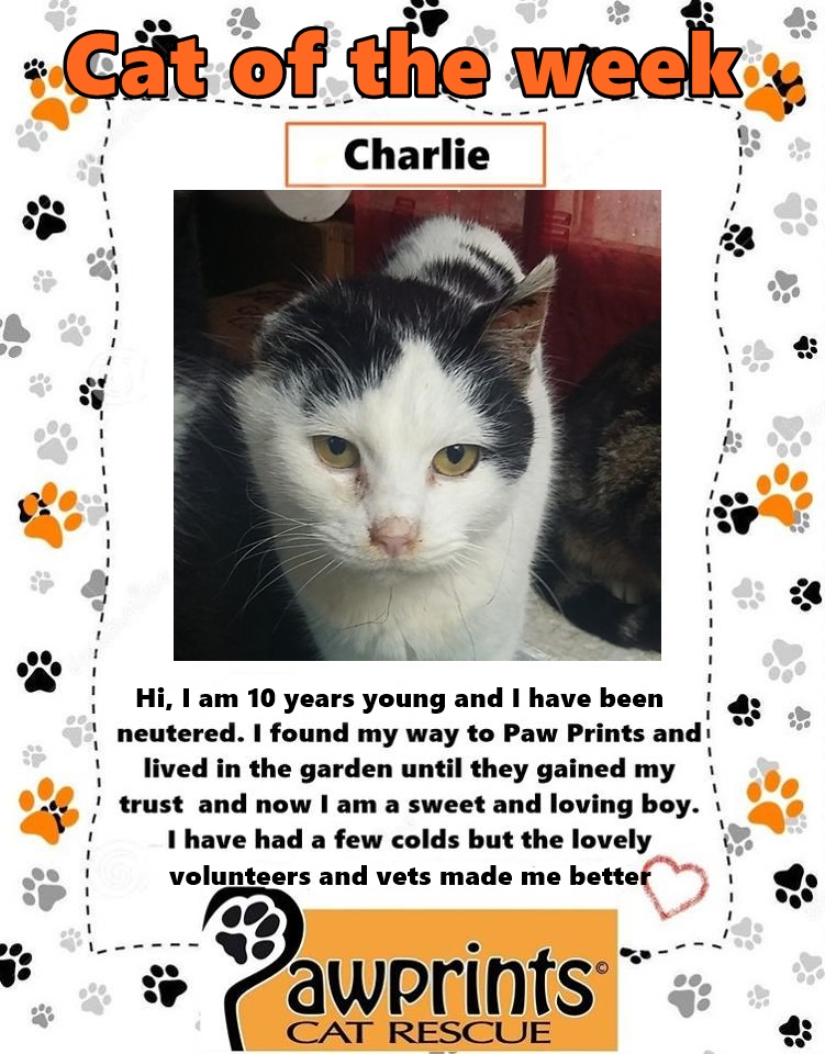 charlie-pawprints-cat-rescue