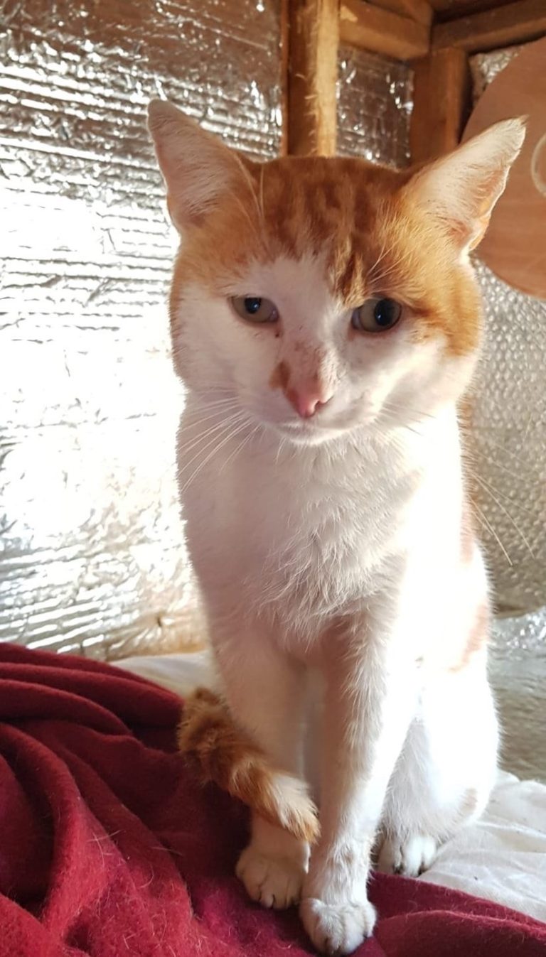 cat rescues in Leeds Pawprints Cat Rescue