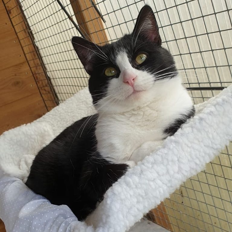 Cat rescues halifax Pawprints Cat Rescue