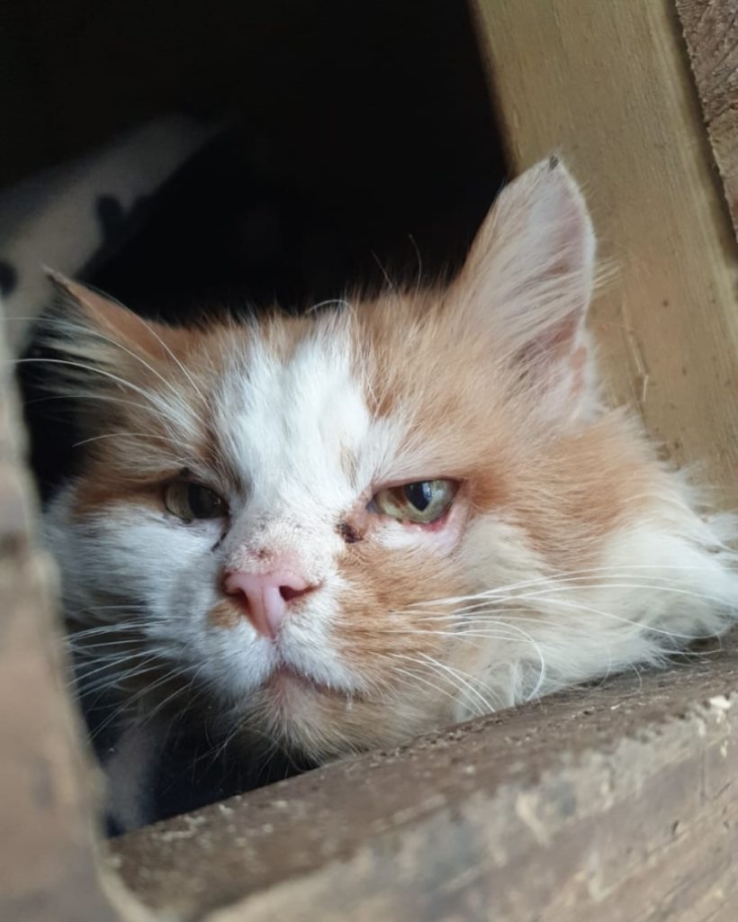 Cat rescue harrogate Pawprints Cat Rescue