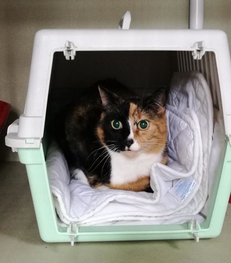 Cat rescues leeds Pawprints Cat Rescue