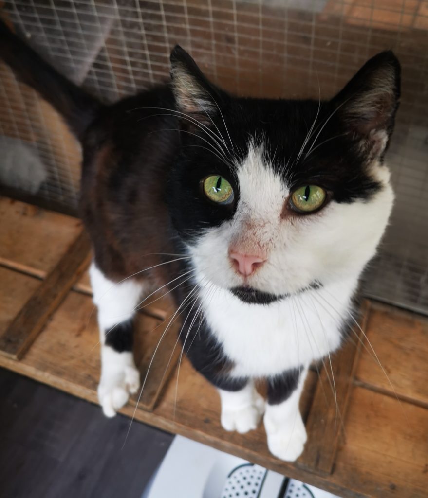 Adoption Pawprints Cat Rescue